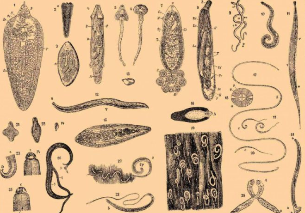 Kinds of parasites in the human body